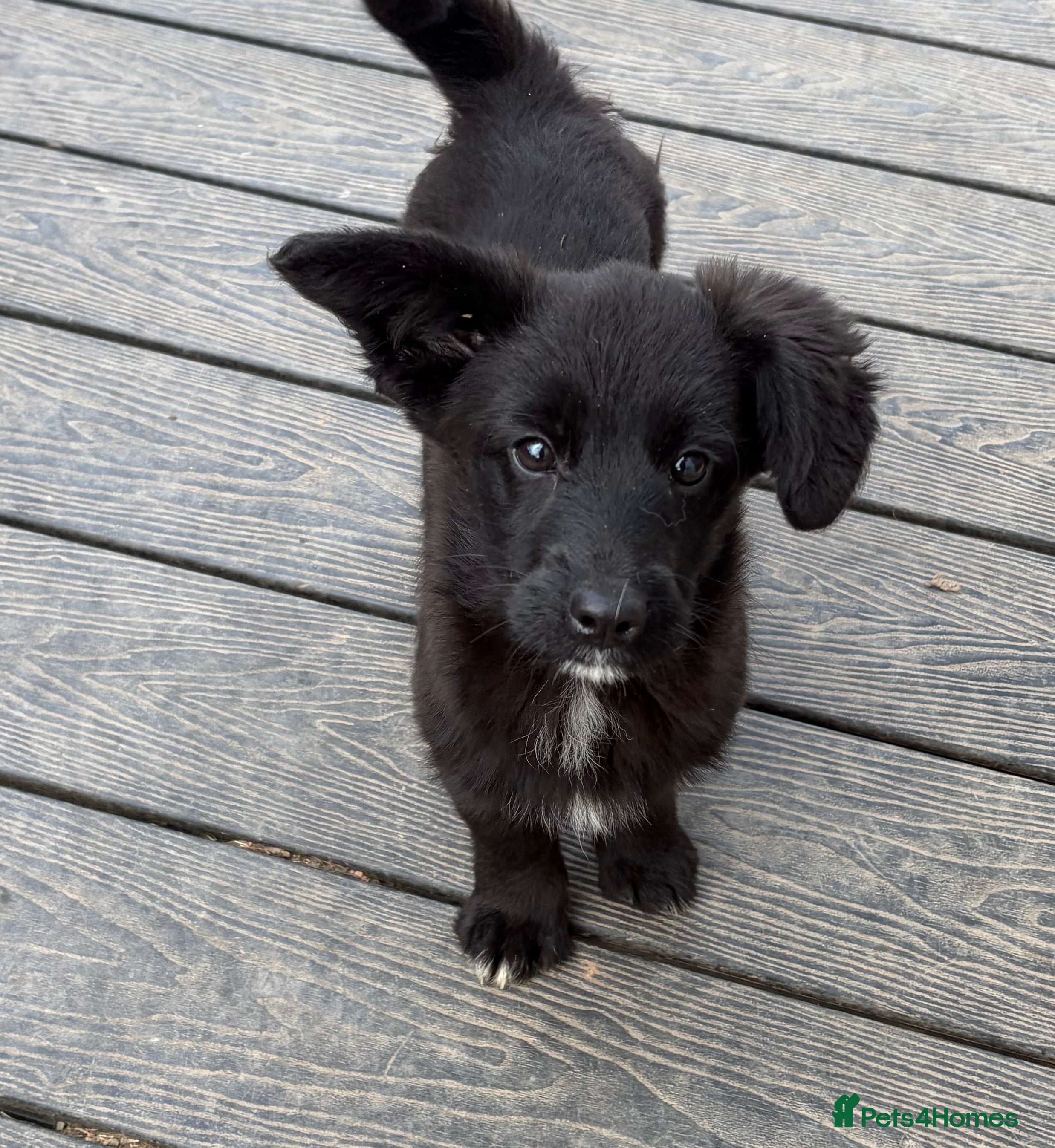 Mixed Breed dogs Corgipoo 🐾🐶 - Advert 2