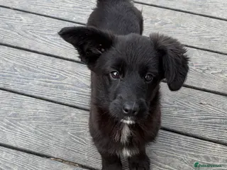 Mixed Breed dogs Corgipoo 🐾🐶 - Advert 2