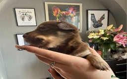 Mixed Breed dogs for sale: 9 beautiful dachshund cross poms - Image 12