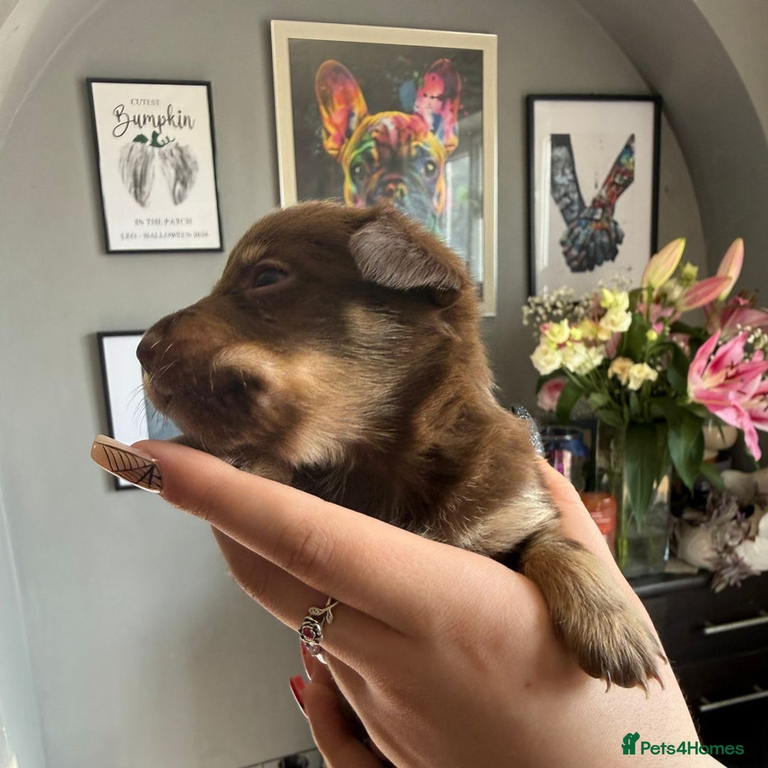 Mixed Breed dogs for sale: 9 beautiful dachshund cross poms - Image 12