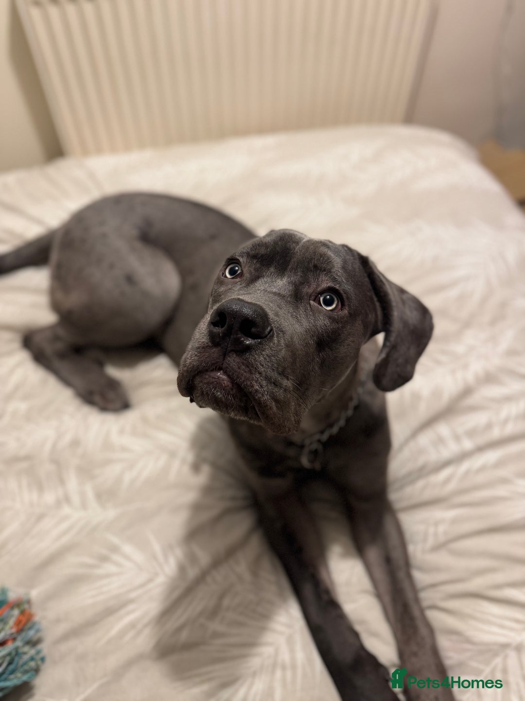 Mixed Breed dogs for sale: Cane Corso x Great Dane  - Advert 1
