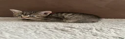 Mixed Breed cats for sale: Litter of kittens 5 boys, 1 girl  - Advert 5
