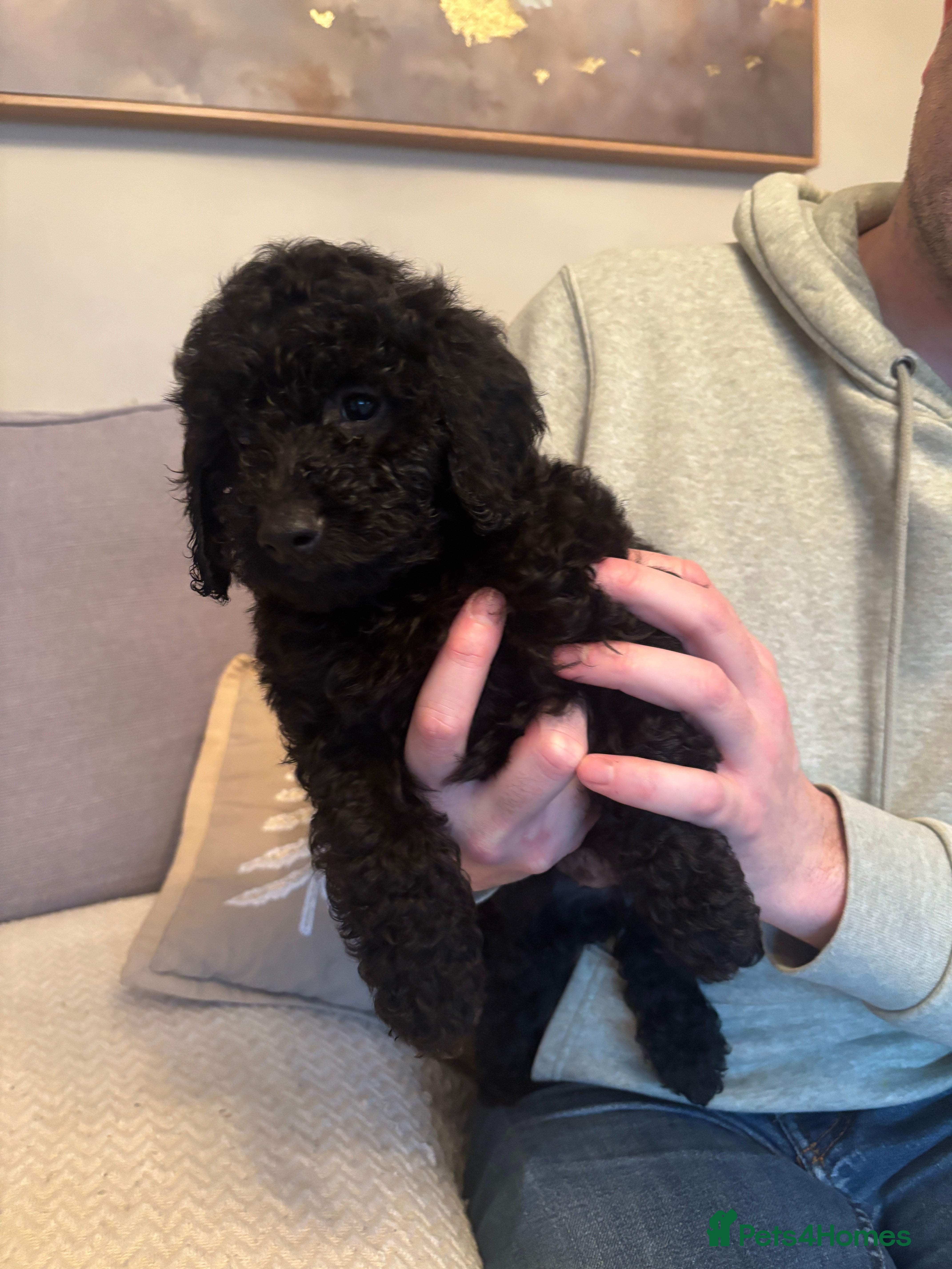 Cockapoo dogs READY NOW *1 black girl left* - Advert 2