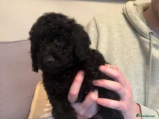 Cockapoo dogs READY NOW *1 black girl left* - Advert 2