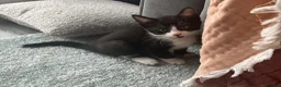 Mixed Breed cats for sale: Beautiful Tuxedo Male kittens in Erith - Advert 9