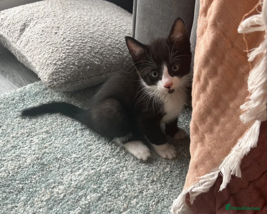 Mixed Breed cats for sale: Beautiful Tuxedo Male kittens in Erith - Advert 9