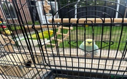 Budgerigars birds for sale: Male and Female Budgies with Cage and Accessories  - Image 5