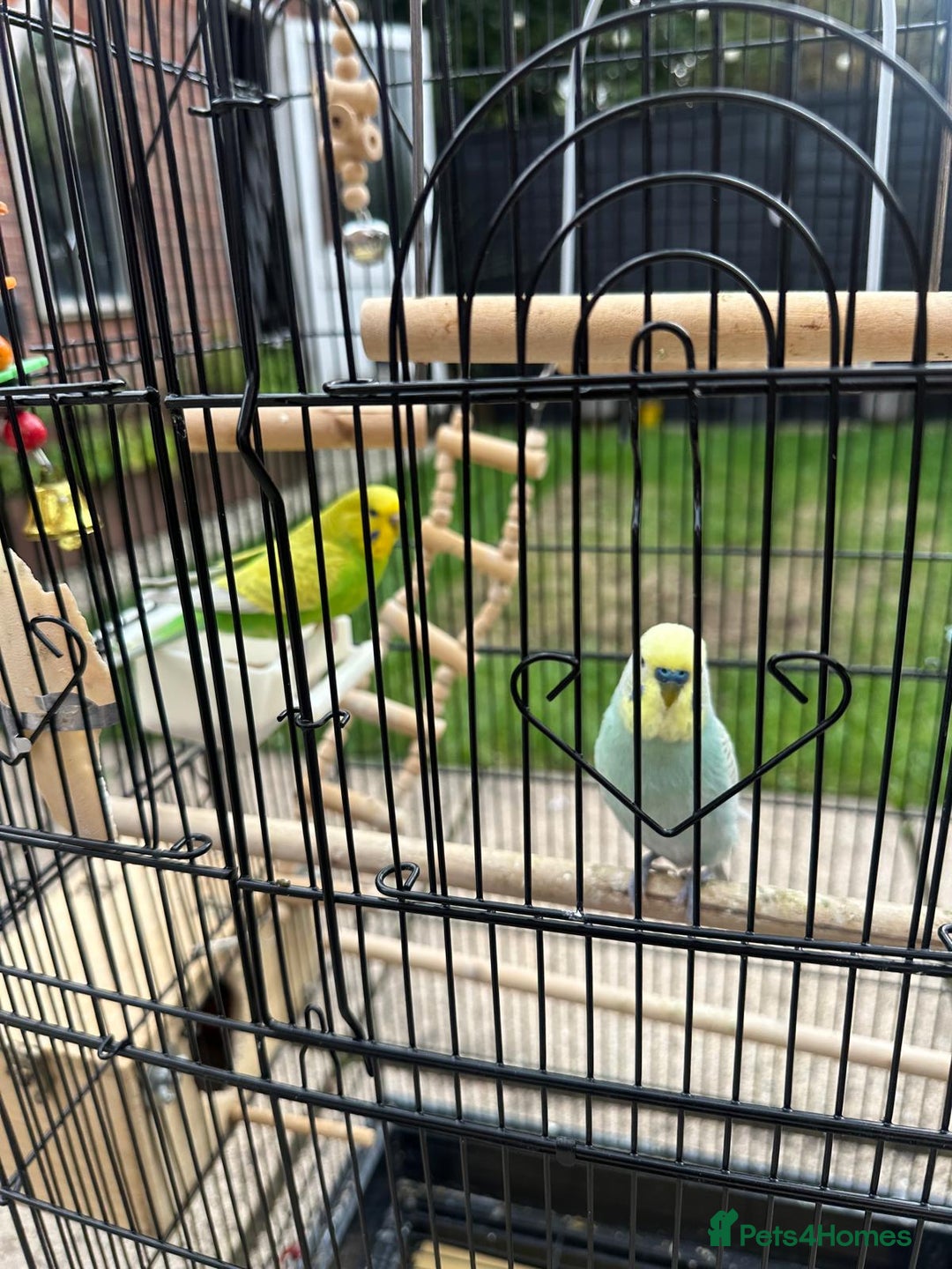 Budgerigars birds for sale: Male and Female Budgies with Cage and Accessories  - Image 5