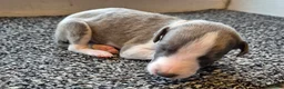 Whippet dogs for sale: Kc reg blue whippet pups  - Advert 28