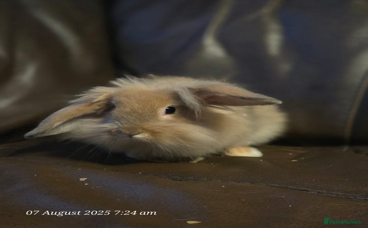 Lionhead rabbits - Advert 2