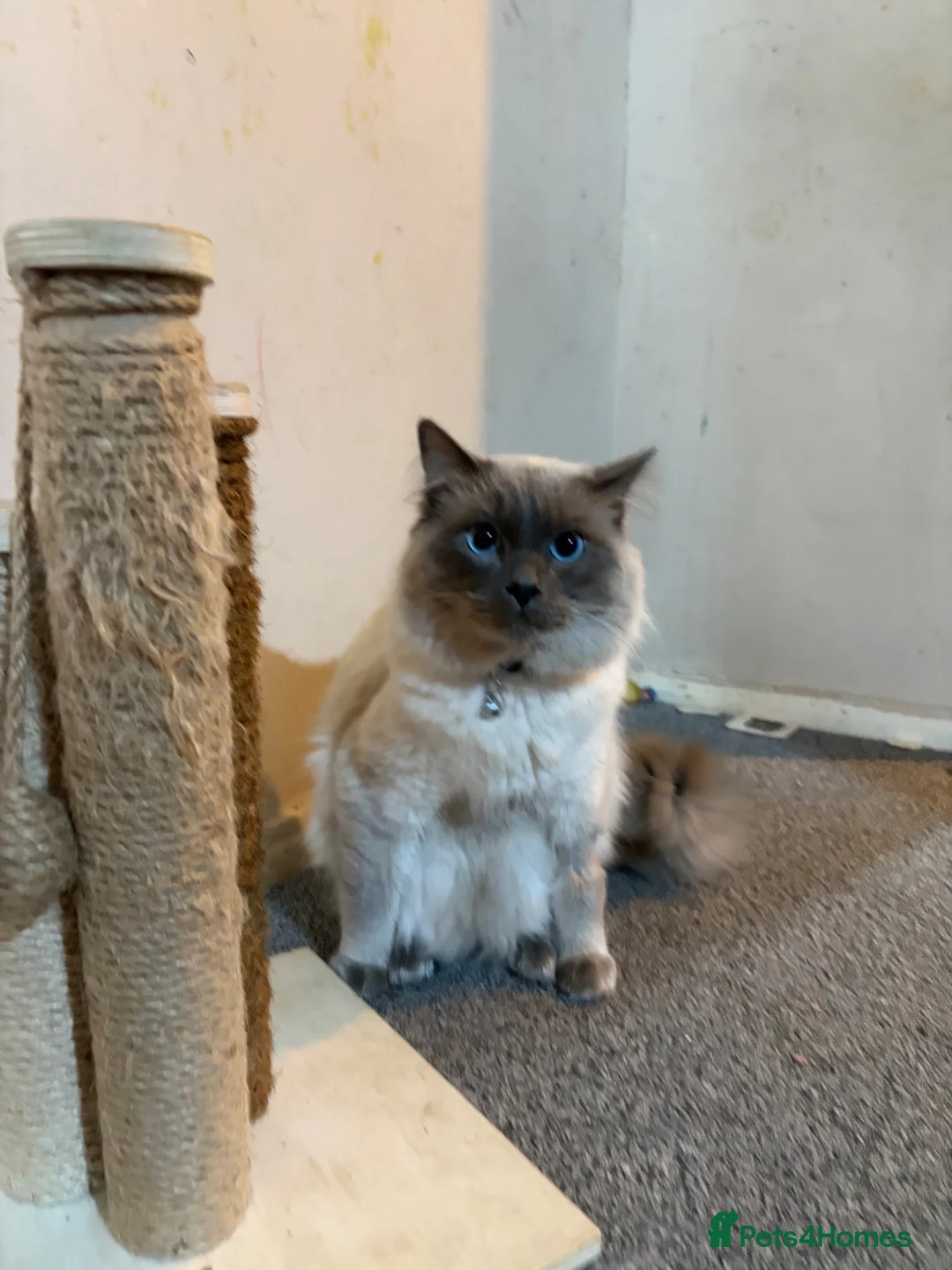 Ragdoll cats for sale: Loki updated  - Advert 2