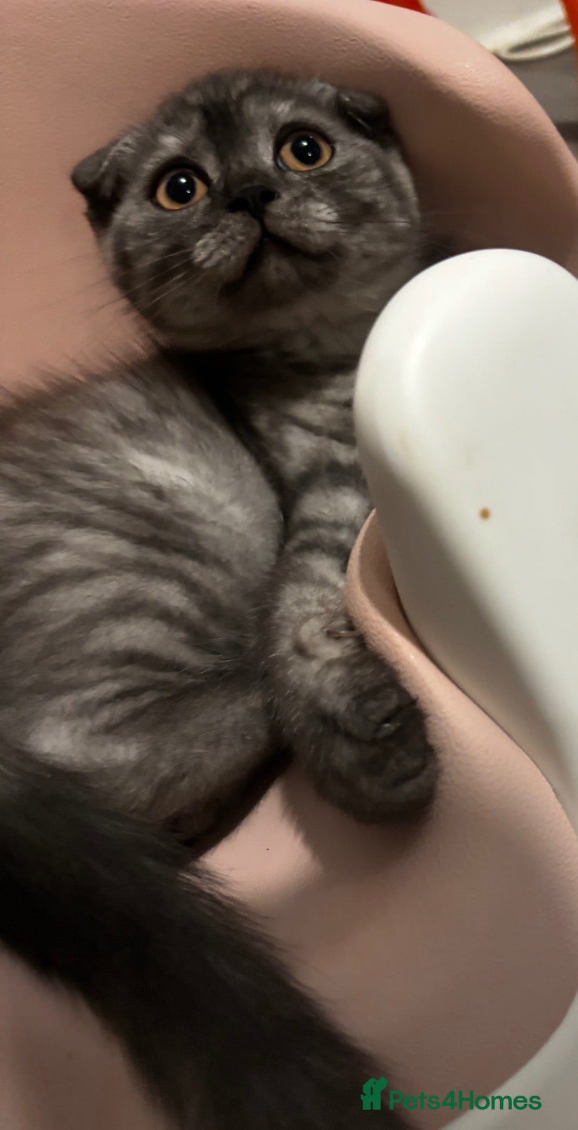 Scottish Fold cats TICA /  Scottish fold x  BSH   - Advert 1