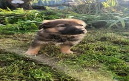 German Shepherd dogs for sale: KC reg German Shepherd Puppies - Family dogs - Image 18