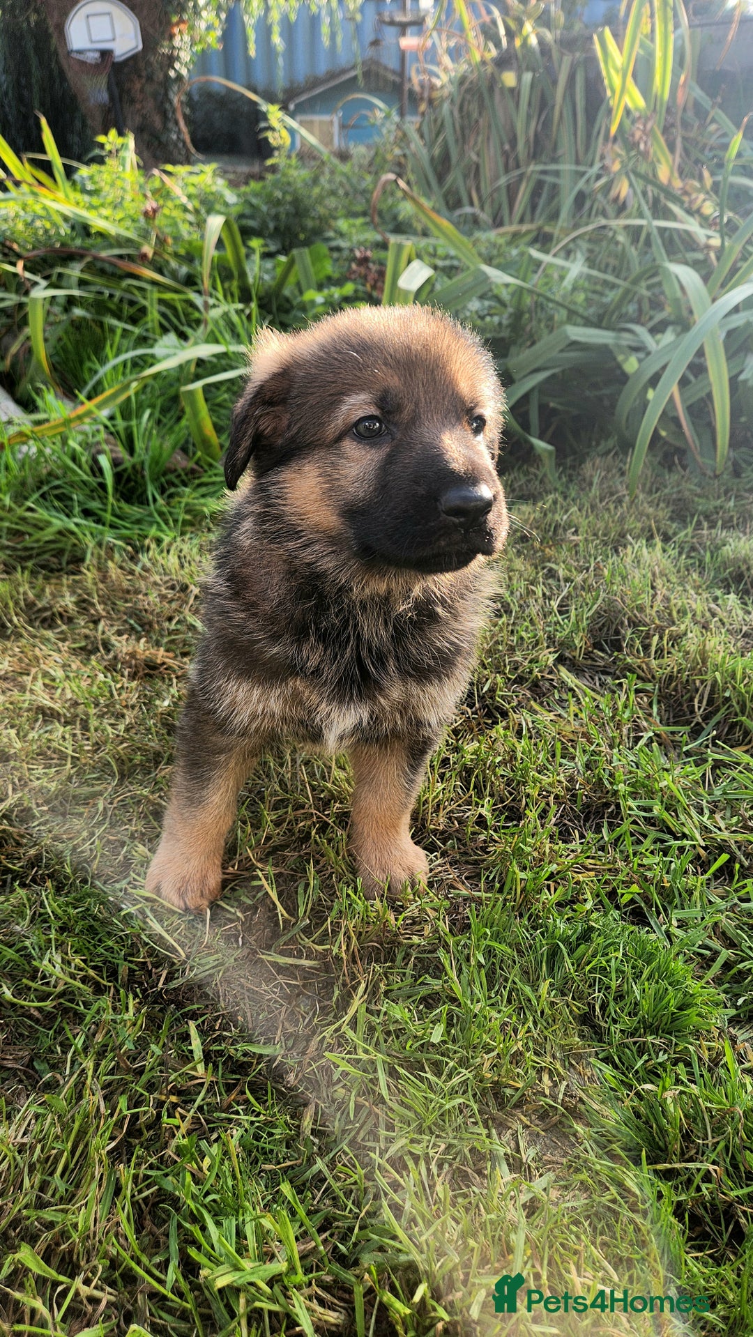 German Shepherd dogs for sale: KC reg German Shepherd Puppies - Family dogs - Image 18