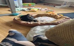 Dachshund dogs for sale: Willow - Female Dachshund  - Image 2