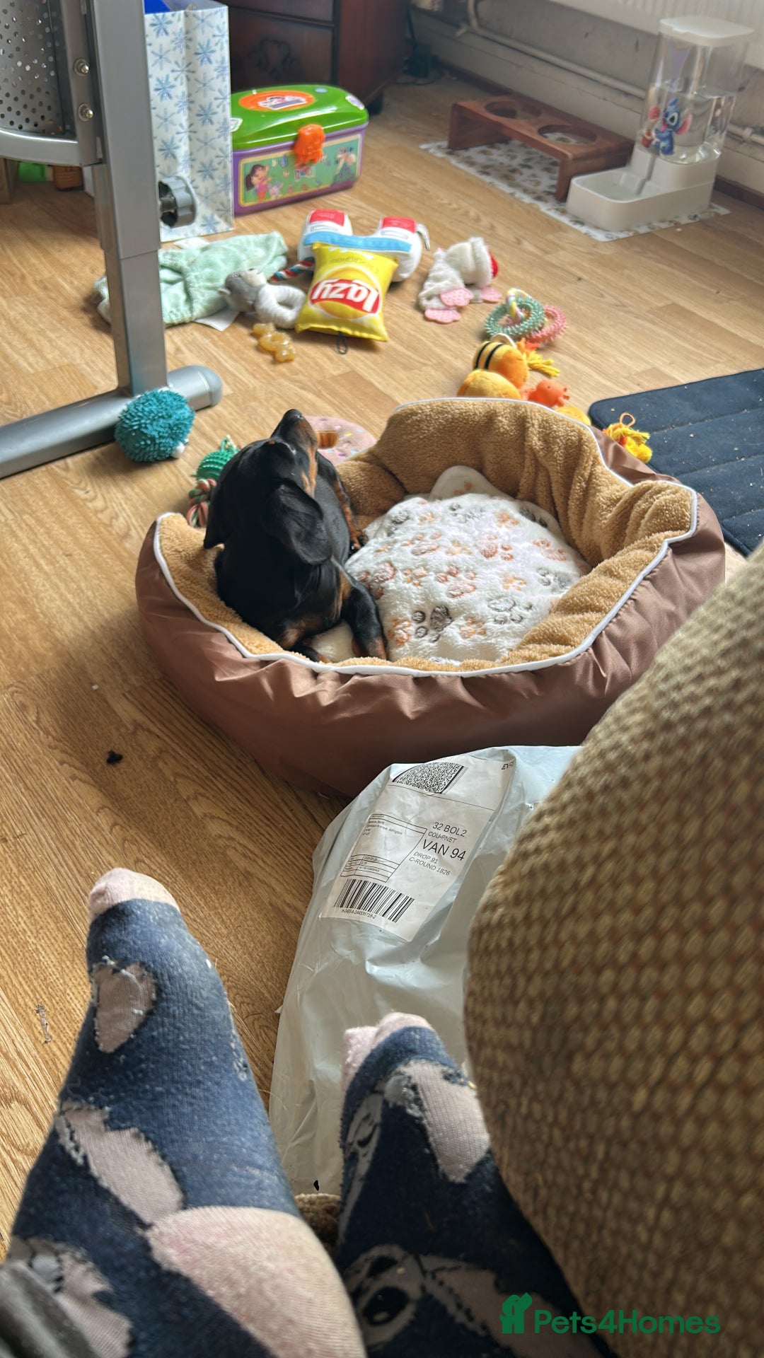 Dachshund dogs for sale: Willow - Female Dachshund  - Image 2