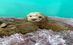 Cockapoo dogs for sale: Miniature cockapoo puppies - Image 9