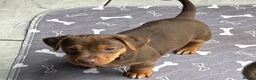 Jack Russell dogs for sale: Stunning miniature jack Russell puppy - Advert 19