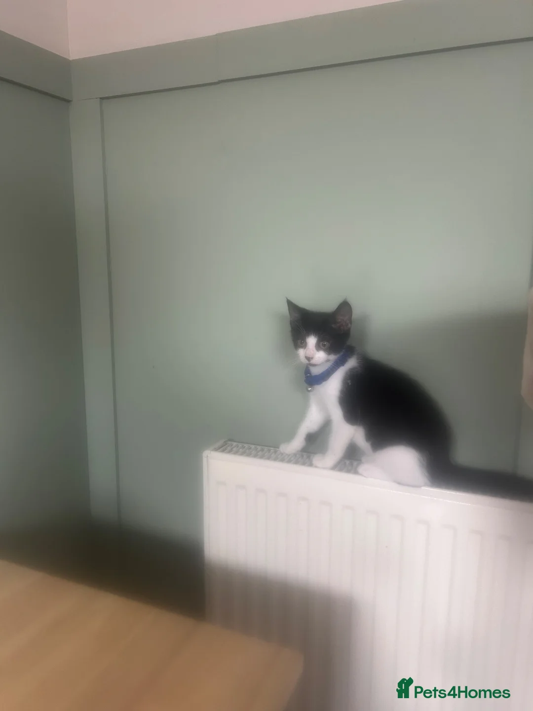 Mixed Breed cats for sale: Two sisters  **  together  in Liverpool - Advert 2