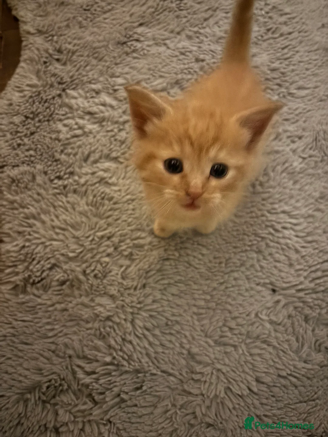 Mixed Breed cats for sale: Kittens for sale  - Advert 9