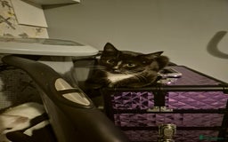 Mixed Breed cats for sale: X2 black and white 10 week old female kittens  - Image 4