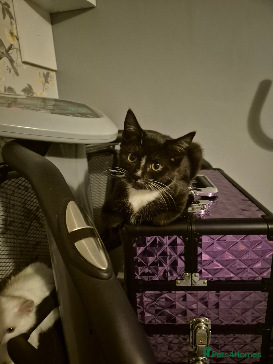 Mixed Breed cats for sale: X2 black and white 10 week old female kittens  - Image 4