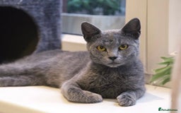 Russian Blue cats for sale: Russsin blue kitten  - Image 5