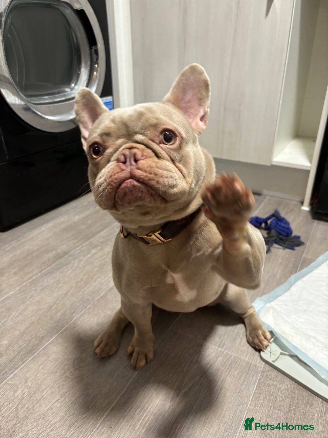 French Bulldog dogs for sale: New Shade Isabella Female French Bulldog  - Advert 1