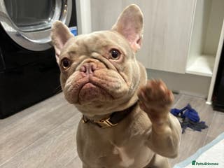 French Bulldog dogs New Shade Isabella Female French Bulldog - Advert 6
