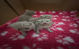 British Shorthair cats for sale: GCCF registered lilac kittens  - Image 17
