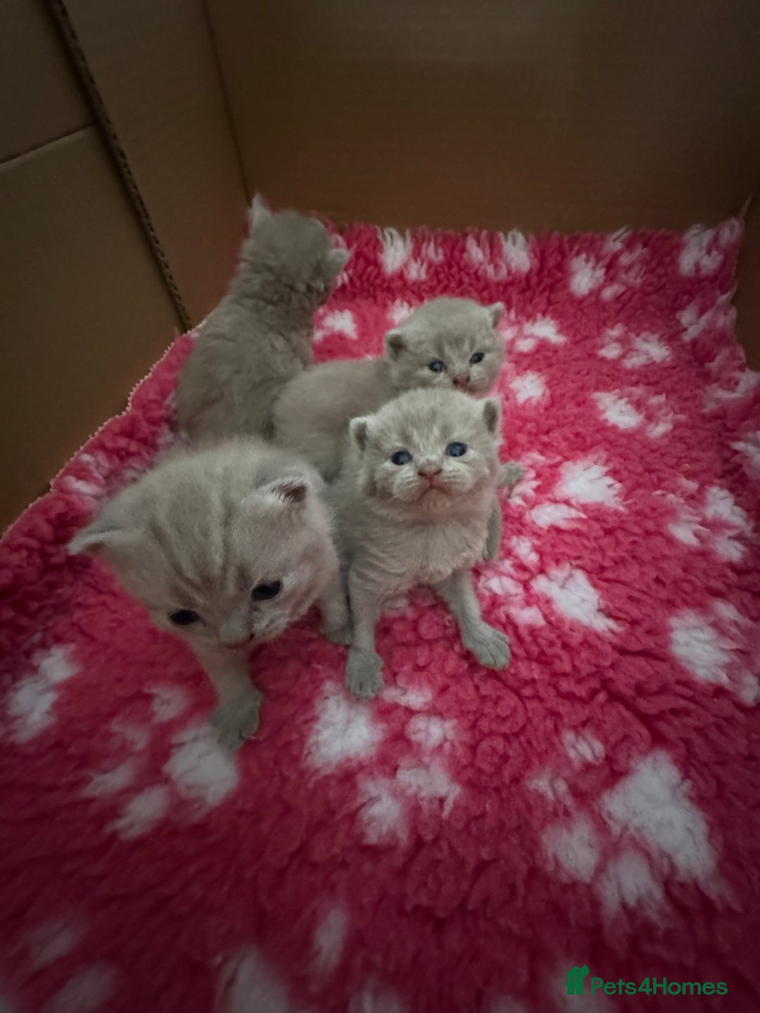British Shorthair cats for sale: GCCF registered lilac kittens  - Image 17