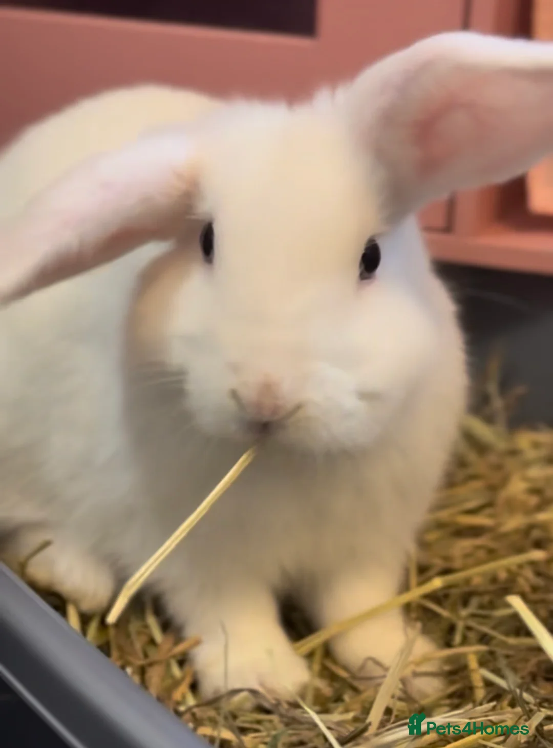 Mixed Breed rabbits for sale:     3 Female Rabbits Looking for Loving Homes - Advert 4