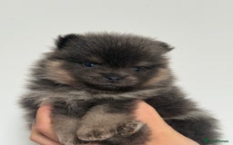 Pomeranian dogs for sale: ** KC pomeranian puppies - Image 5