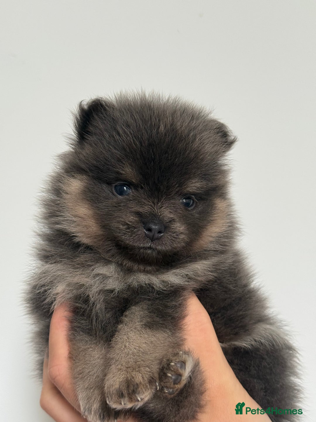 Pomeranian dogs for sale: ** KC pomeranian puppies - Image 5