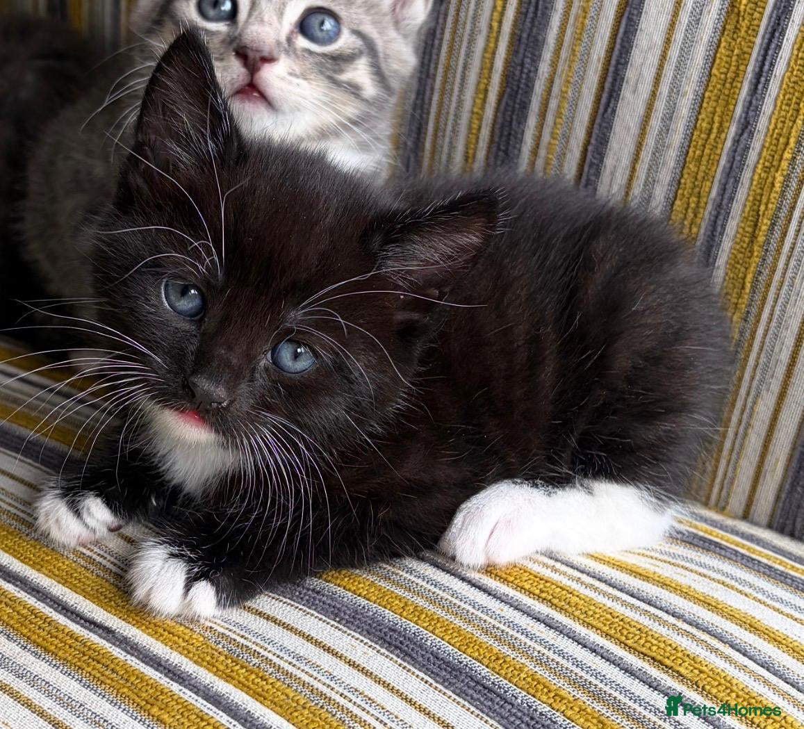 Mixed Breed cats Fluffy kittens ❤️ - Advert 2