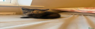 Domestic Shorthair Kitten 2
