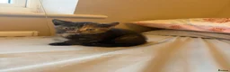 Domestic Shorthair cats for sale:  3 kittens  - Advert 9