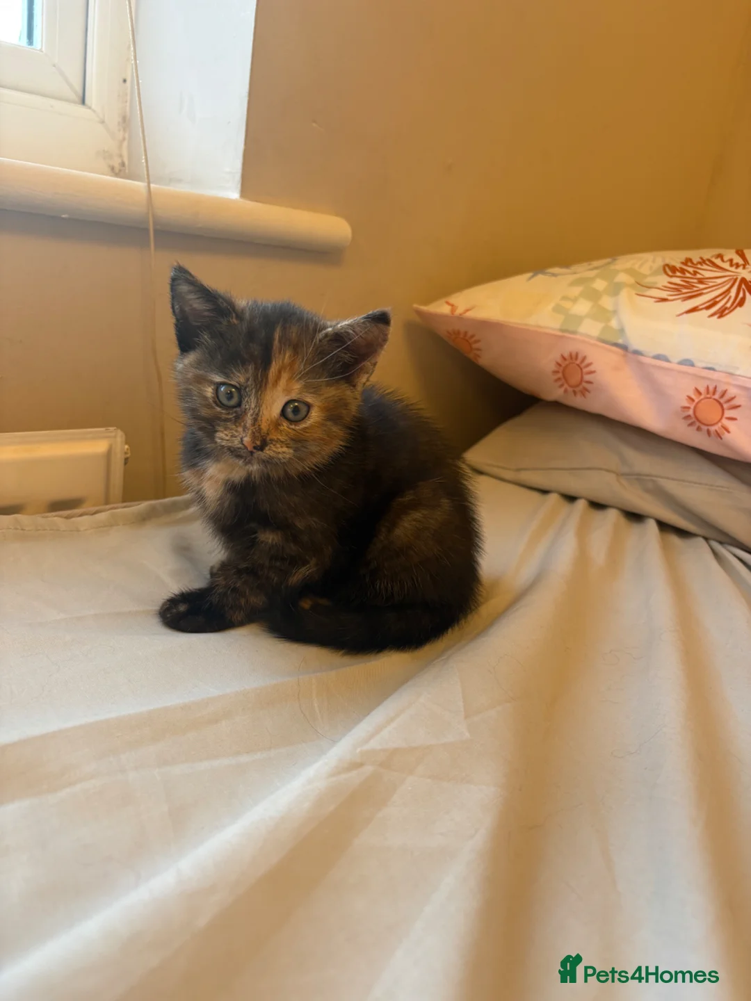 Domestic Shorthair cats for sale:  3 kittens  - Advert 9