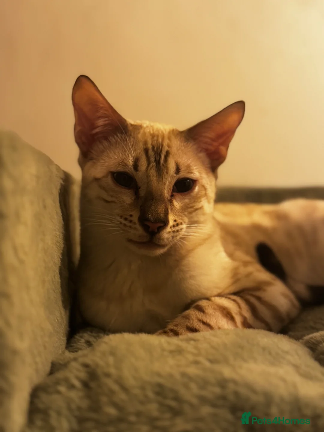 Bengal cats for sale: Seal Silver Spotted Lynx Bengal - Advert 1