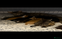 Mixed Breed cats for sale: 6 kitten kittens looking for there forever homes  - Image 7