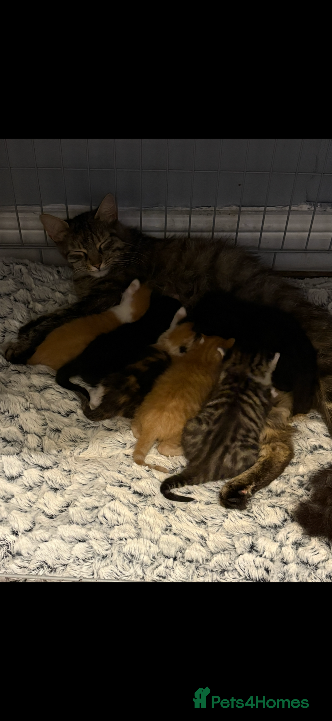 Mixed Breed cats for sale: 6 kitten kittens looking for there forever homes  - Image 7