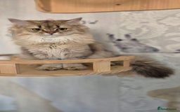 Scottish Fold cats for sale: 2 Purebred girls for rehoming - Image 4
