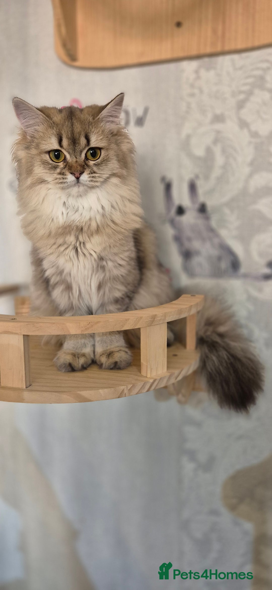 Scottish Fold cats for sale: 2 Purebred girls for rehoming - Image 4