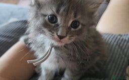 Maine Coon cats for sale: GCCF Registered Pedigree Maine Coon Kittens - Image 12