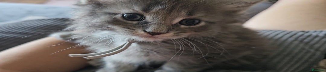 Maine Coon Kitten 3
