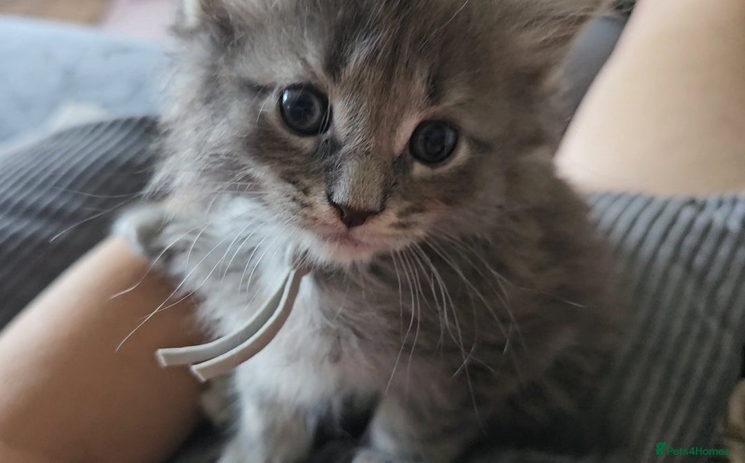 Maine Coon cats for sale: GCCF Registered Pedigree Maine Coon Kittens - Image 12
