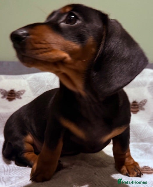 Miniature Dachshund dogs Ruby and Marley pups - Advert 5
