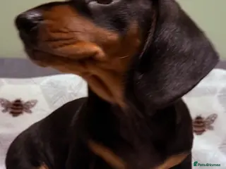 Miniature Dachshund dogs Ruby and Marley pups - Advert 5