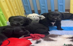 Mixed Breed dogs for sale: ** Spangold Retrievers ** - Image 10