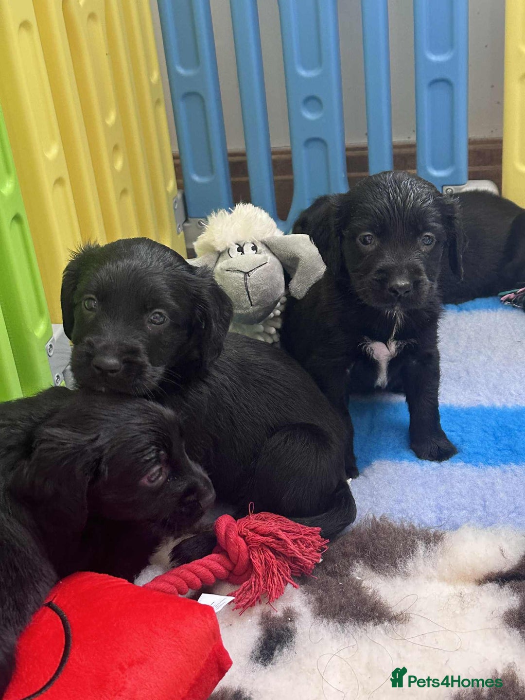 Mixed Breed dogs for sale: ** Spangold Retrievers ** - Image 10